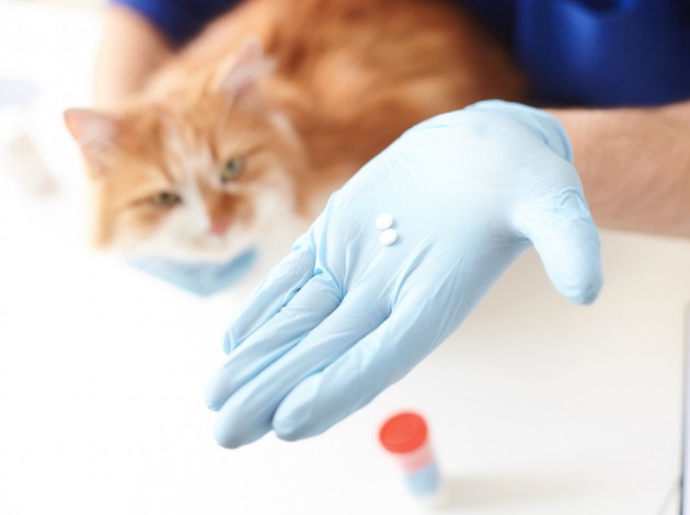 Cat and medicine